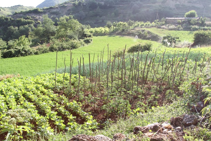 albanian vegetable garden