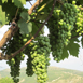 Albanian Grapes