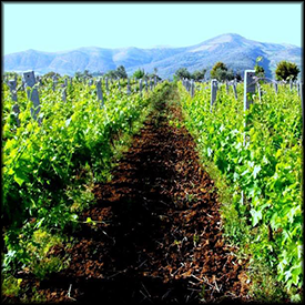 nurellari wine fields