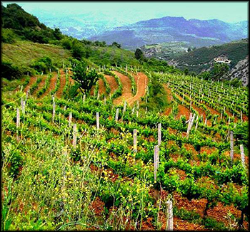 cabo cobo winery albania